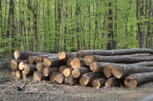Forest Scenery Drucke: Tree trunks, tree trunk, logs, forest
