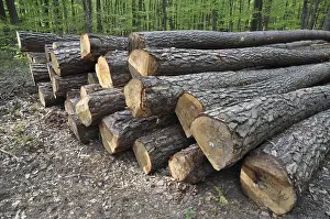 Woodland Landscape Drucke: Tree trunks, tree trunk, logs, forest