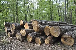 Building Materials Drucke: Tree trunks, tree trunk, logs, forest