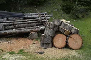 Forest Management Practices Drucke: Tree trunks, tree trunk, trunks