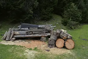 Timber Industry Images Drucke: Tree trunks, tree trunk, trunks
