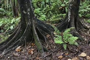 Tropical Forest Drucke: Tree trunks and tropical vegetation