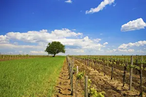 Wine Growing Region Europe Drucke: Tree between the vineyards, Illmitz