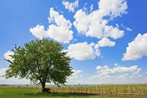 Grapevine Cultivation Image Drucke: Tree between the vineyards, Illmitz