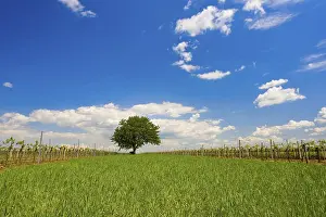 European Viticulture Drucke: Tree between the vineyards, Illmitz