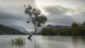 Morning Atmosphere Photography Drucke: Tree in the water, Llyn Padarn