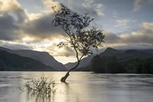 Natural Preserve UK Drucke: Tree in the water, Llyn Padarn