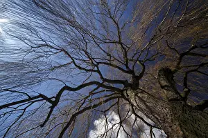 Deciduous Tree Detail Drucke: Tree, weeping willow in the wind