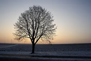Winter Tree Landscape Drucke: Tree in winter at dusk
