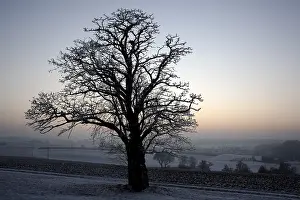 Nature Photography Winter Scenes Drucke: Tree in winter at sunset