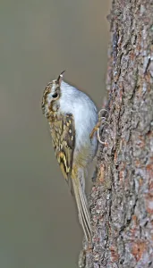 Wildlife Passerine Birds Drucke: Treecreeper