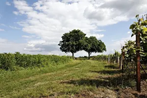 Deserted Vineyard Germany Drucke: TreePair