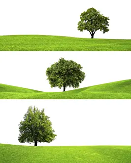 Cutout Image Drucke: Three trees