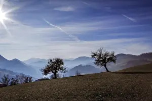 European Countryside Scene Drucke: Two trees