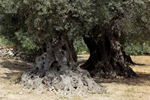 Crete Greece Drucke: Trees of the ancient olive trees