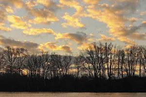 Lower Rhine Nature Scene Drucke: Trees in backlight at a quarry pond