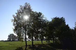 Backlit Trees Drucke: Trees, backlight, tree, meadow