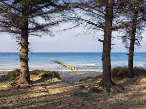 Coastal Protection Germany Drucke: Trees on the Baltic coast