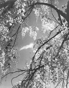 High Mountain Ranges India Drucke: Trees at beginning of spring in Himalayas, Uttaranchal, India 1940's