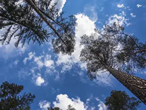 Deserted Forest Europe Drucke: Trees with a cloudy sky