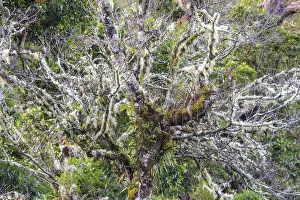 South American Nature Scenes Drucke: Trees covered with mosses and lichens
