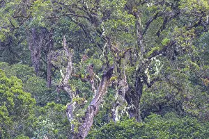 Central America Vegetation Drucke: Trees covered with mosses and lichens
