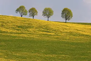 European Flower Fields Drucke: Four trees in dandelion meadow