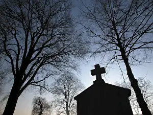 Deciduous Tree Trunks Drucke: Trees at the evening on a graveyard