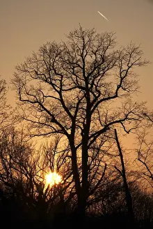 Evening Light In Europe Drucke: Trees in evening light at setting sun