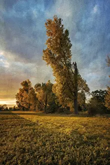 Moody Evening Atmosphere Drucke: Trees in the evening sun