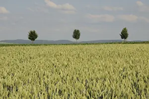 Uninhabited Countryside Landscapes Drucke: Trees in a field