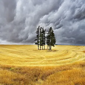 Landscape Photography Drucke: Some trees in fields after a harvest