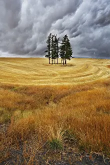 Landscape Photography Drucke: Some trees in fields after a harvest