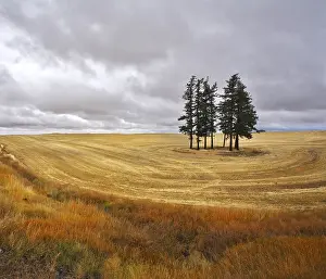 Rural Countryside Scenes Drucke: Some trees in fields after a harvest