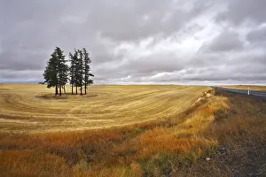 Countryside Photography Drucke: Some trees in fields after a harvest