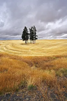 Landscape Photography Drucke: Some trees in fields after a harvest