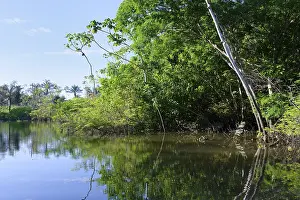 Flooded Forest Drucke: Trees in the flooded forest, Amazonas state