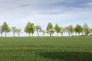 Row Of Trees Germany Drucke: Trees with fresh green in spring, Germany