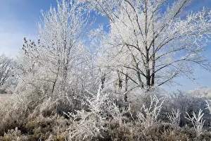 Deserted Forest Europe Drucke: Trees and grass with hoarfrost