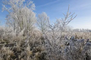 German Countryside In Winter Drucke: Trees and grass with hoarfrost