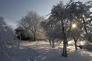 Hoarfrost Trees Drucke: Trees with hoarfrost against the light