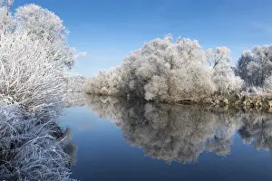 Northern European Landscapes Drucke: Trees with hoarfrost reflecting in the river