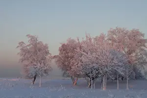 Central Europe Wintry Landscape Drucke: Trees with hoarfrost at sunset