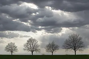 Rainy Clouds Europe Drucke: Four trees without leaves, rain clouds