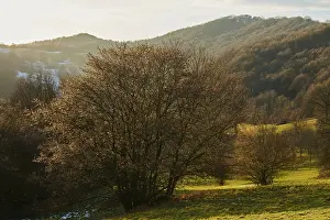 Slovakia Landscape Drucke: Trees on a meadow in front of hills