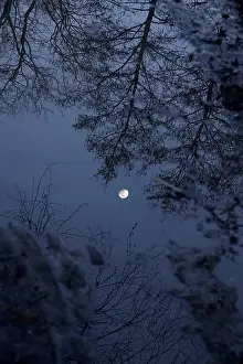 Trees Reflected In Water Drucke: Trees and moon reflected in the water