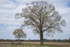 Münsterland Landscape Drucke: Two trees in an open field under a cloudy sky