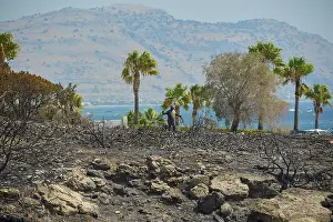 Forest Fire Damage Greece Drucke: Trees and palm trees in front of a burnt landscape