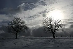 Deciduous Tree Silhouette Drucke: Trees in a pasture against the light