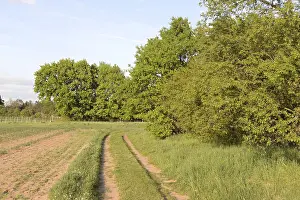 Deserted Countryside Roads Drucke: Trees, path, dirt road, tree, landscape